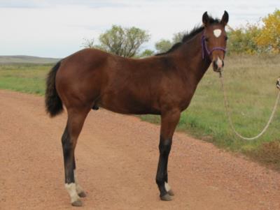 Whiskey Up Torino JW <BR>AQHA 5736561